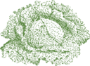 Savoy Cabbage
