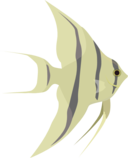 Angelfish