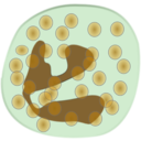 download Neutrophil clipart image with 135 hue color