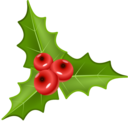 Houx Holly