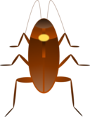 Cockroach Cucaracha