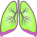 download Polmoni Lungs clipart image with 90 hue color