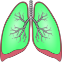 download Polmoni Lungs clipart image with 135 hue color