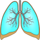 download Polmoni Lungs clipart image with 180 hue color