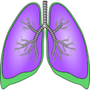 download Polmoni Lungs clipart image with 270 hue color