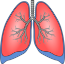 Polmoni Lungs