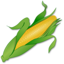 Corn