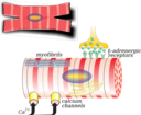 Myocardiocyte