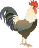 Ayam Jantan