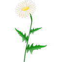 download Daisy clipart image with 0 hue color