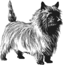 Cairn Terrier