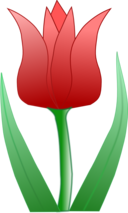 Tulipa