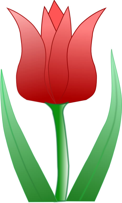 Tulipa