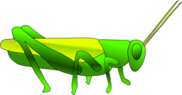 Grasshopper