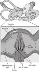 58294main The Brain In Space Page 37 Diagram Of Receptor Cells