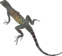 Az Lizard