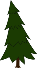 Spruce