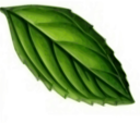 Mint Leaf