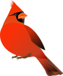 Red Cardinal