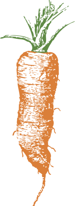 Half Long Carrot