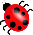 Ladybug