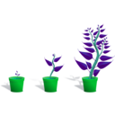 download Green Plant In Its Pot In Three Different Phases Of Growth clipart image with 135 hue color