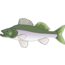 download Pikeperch clipart image with 45 hue color