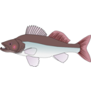 download Pikeperch clipart image with 315 hue color