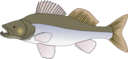 Pikeperch