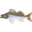 download Pikeperch clipart image with 0 hue color