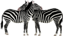 Zebras