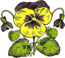 Pansy