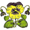 download Pansy clipart image with 0 hue color