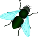 Green House Fly