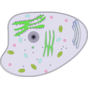 download Animal Cell clipart image with 45 hue color