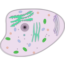 download Animal Cell clipart image with 90 hue color