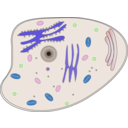 download Animal Cell clipart image with 180 hue color
