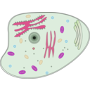 download Animal Cell clipart image with 270 hue color