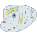 download Animal Cell clipart image with 0 hue color