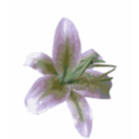 download Lily clipart image with 45 hue color