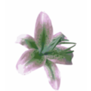 download Lily clipart image with 90 hue color