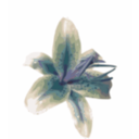 download Lily clipart image with 180 hue color