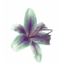 download Lily clipart image with 270 hue color