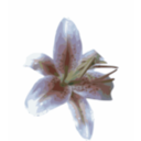 download Lily clipart image with 0 hue color