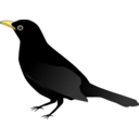download Blackbird clipart image with 0 hue color