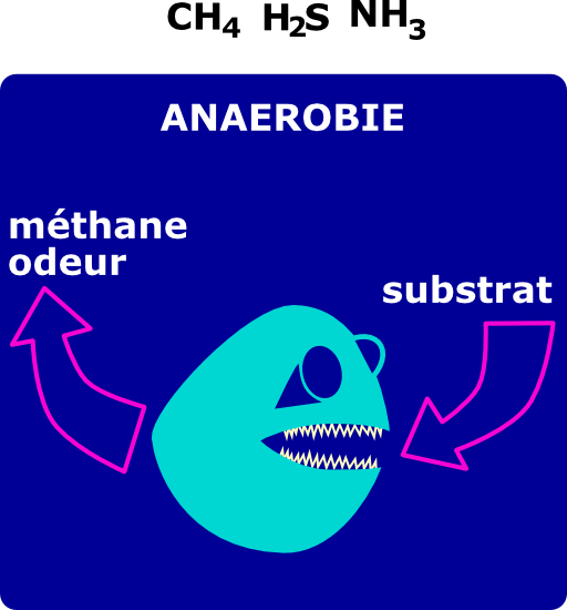Degradation Anaerobie