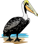 Pelican