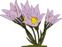 Anemone Patens