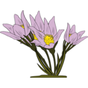 download Anemone Patens clipart image with 0 hue color