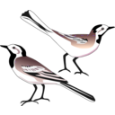 download White Wagtail clipart image with 225 hue color